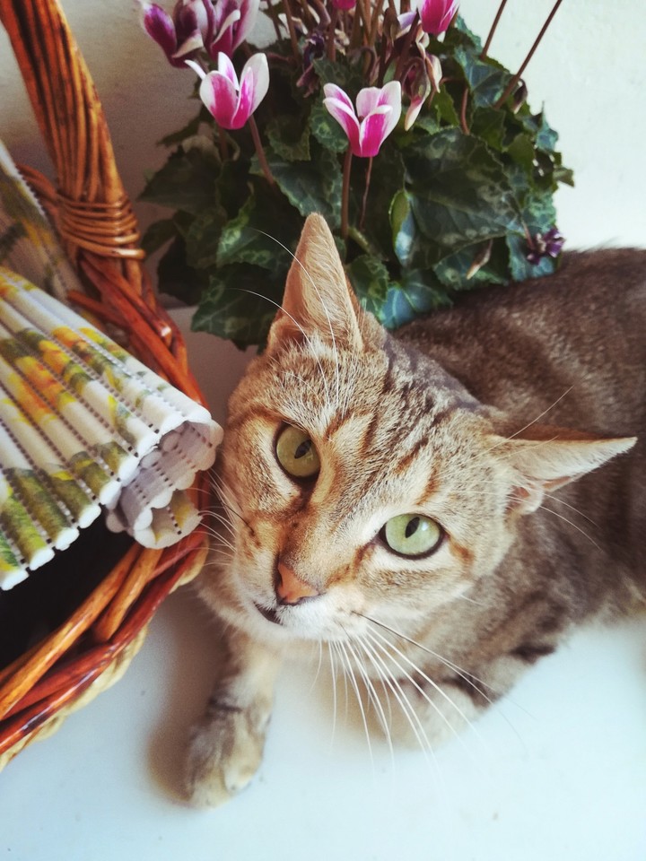 catlover