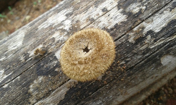 Wood rotting fungi