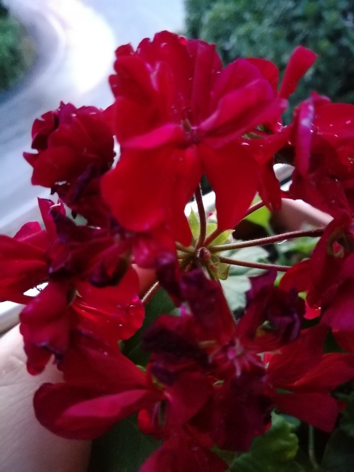 flowers