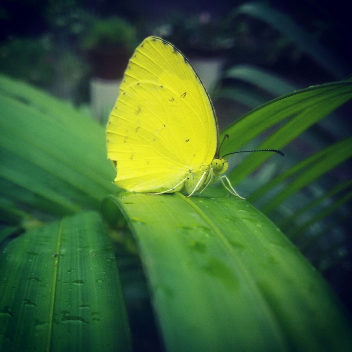 #ButTeRflY