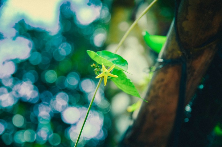 flower