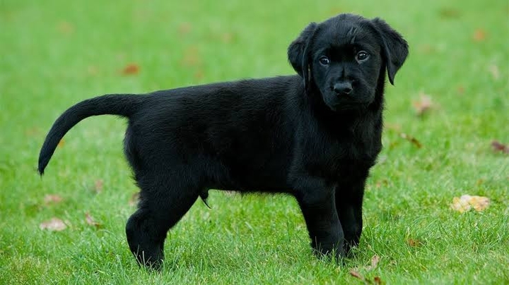 blacky