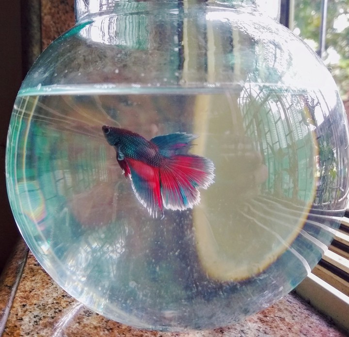Fighter Fish