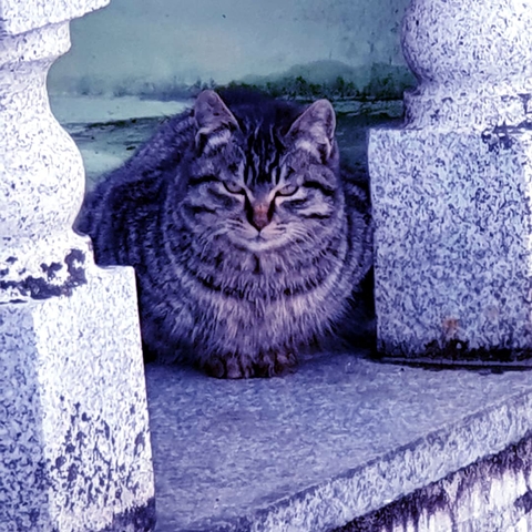 tapety cat, purple