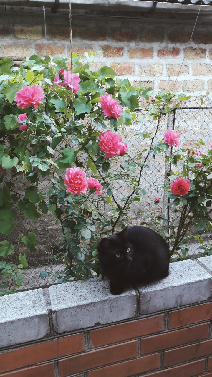 #blackcat #roses #ukraine
