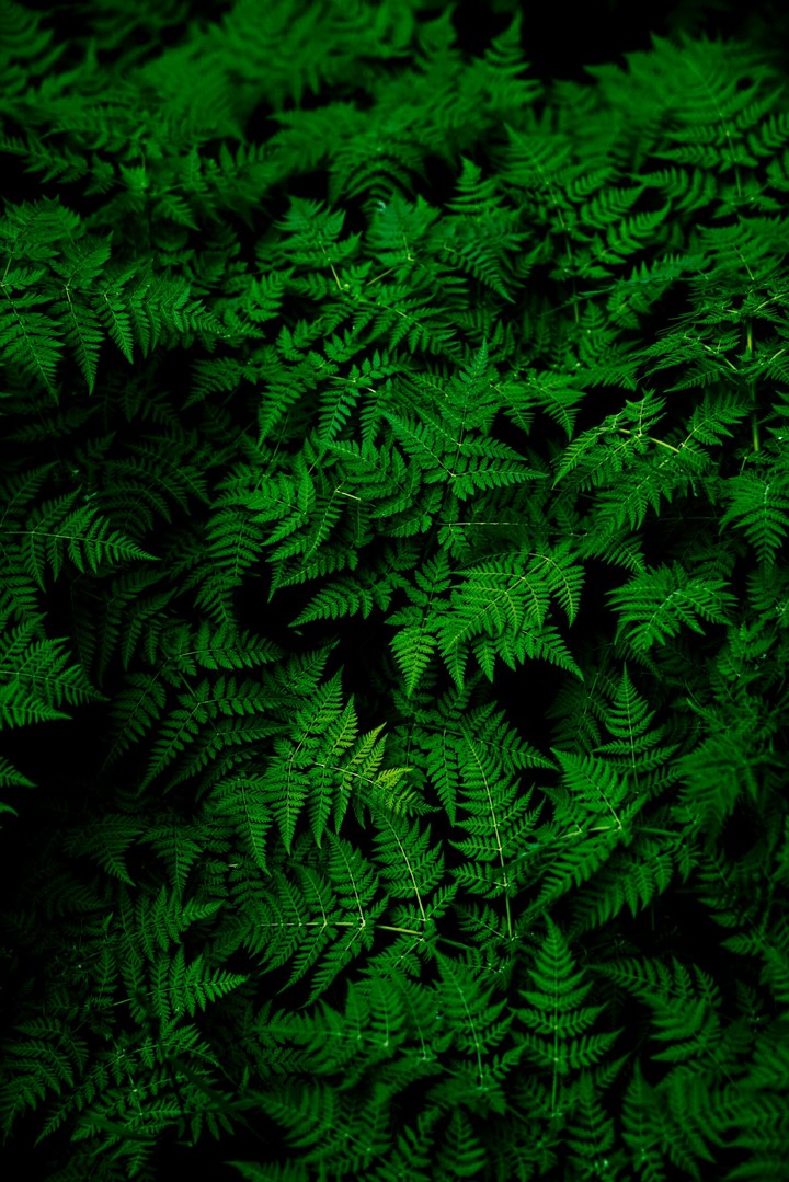Green Life