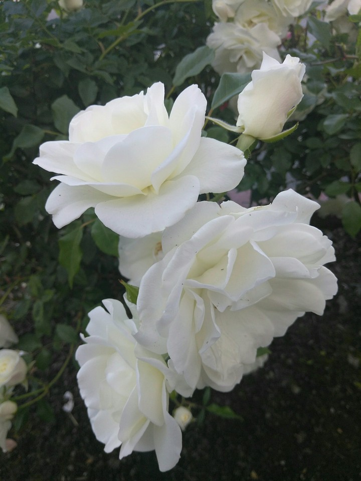 My Pictures.