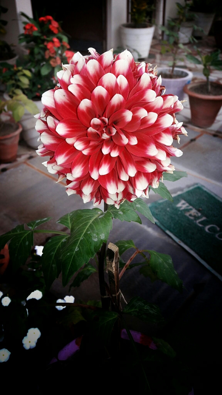 lovely flower