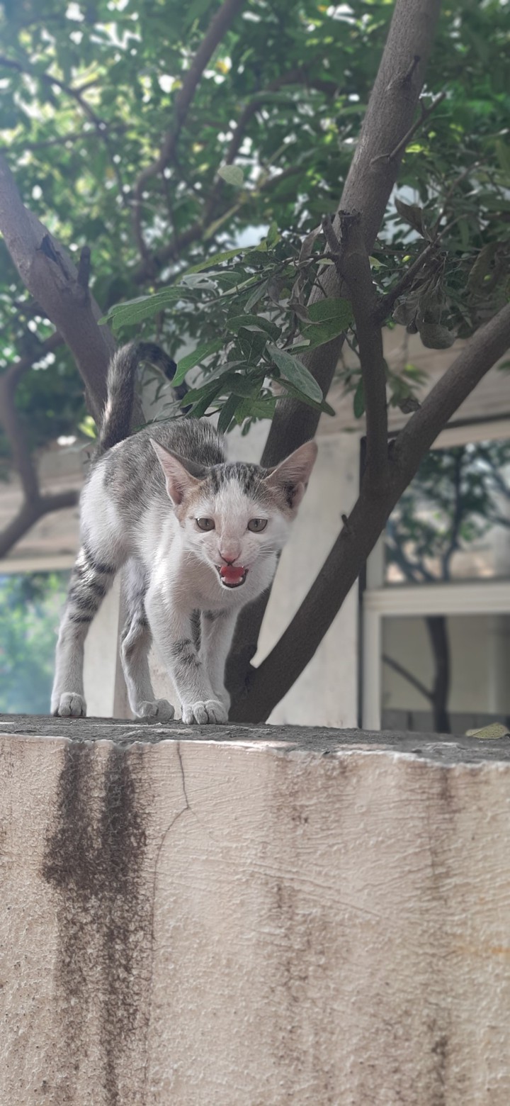cat