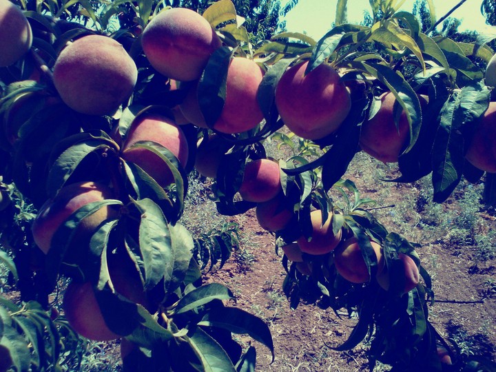 Peaches
