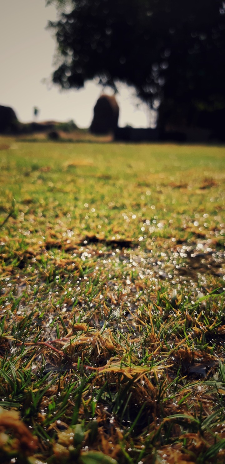 Dew