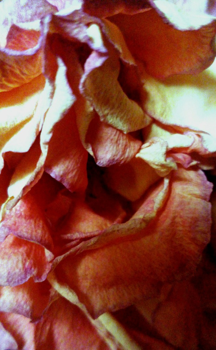 withered rose