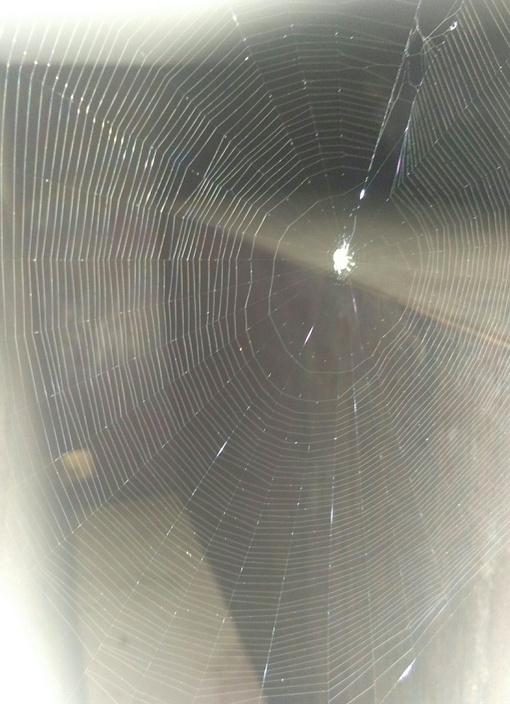 Web