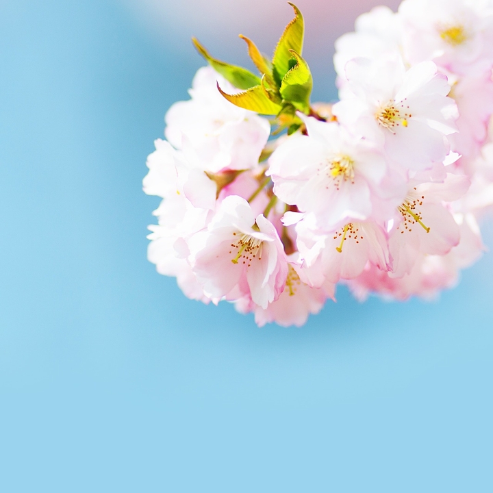 분홍색 꽃