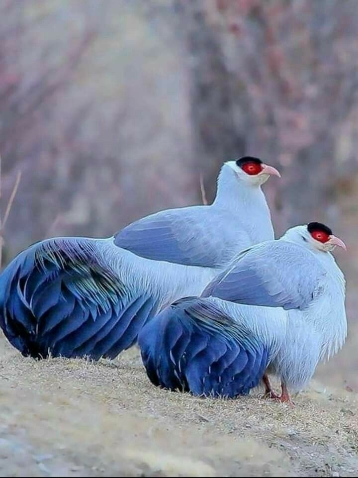 ＦＨ