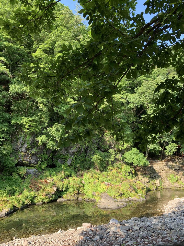 forest