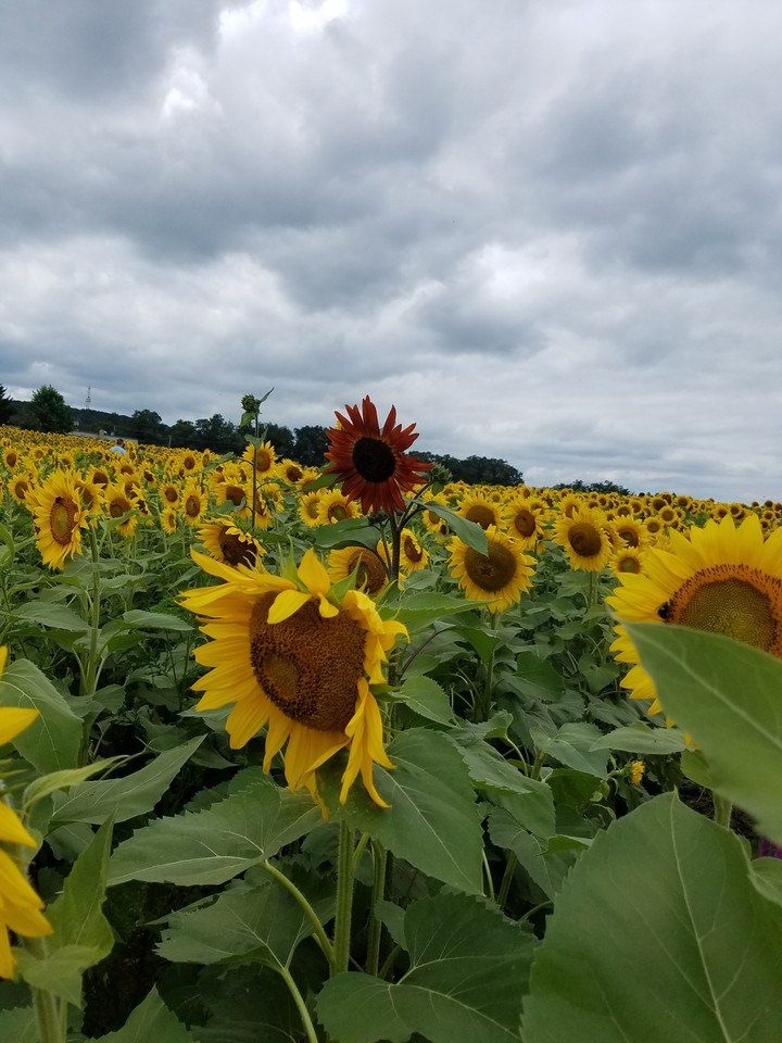Dare to be different in a field full of sunflowers