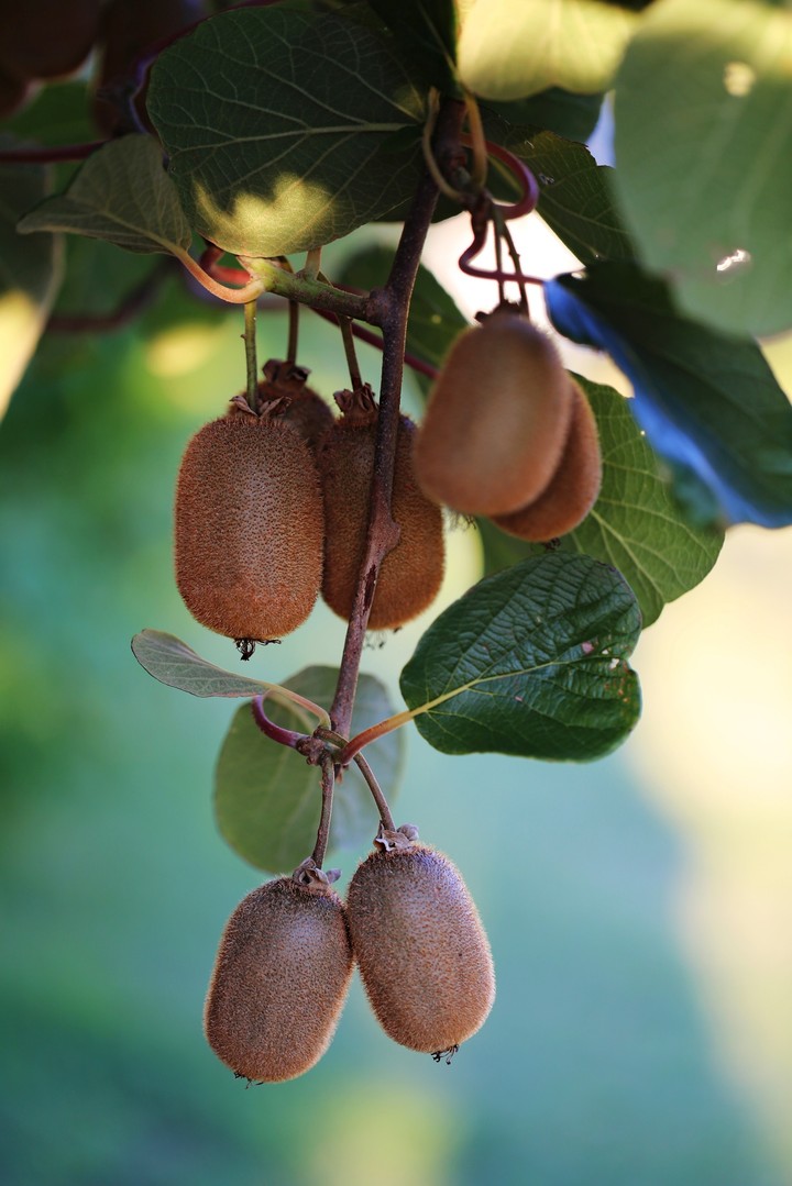 Wild Fruits