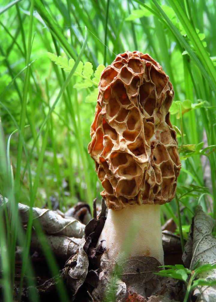 mushrooms
