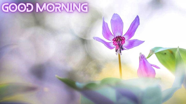 GoodMorning