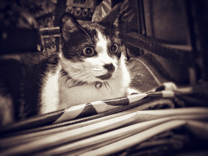 cat