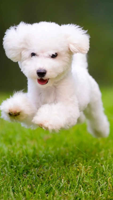 sfondi dog, puppy