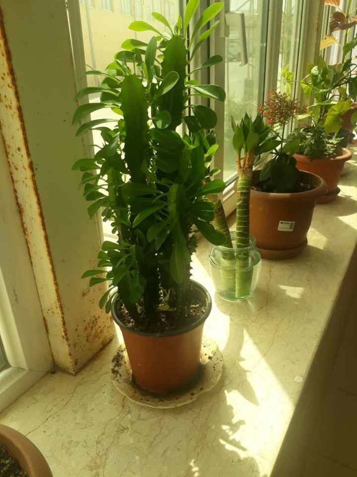 tebietin gozelliyi