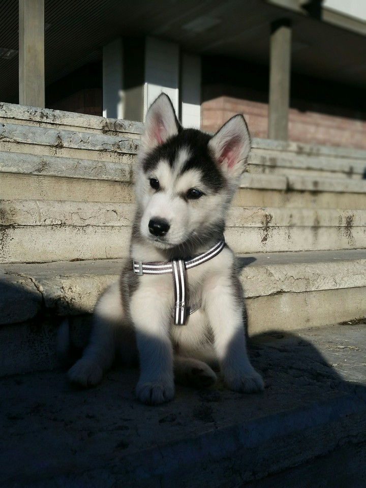Husky Aron
