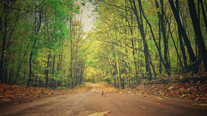 Forest