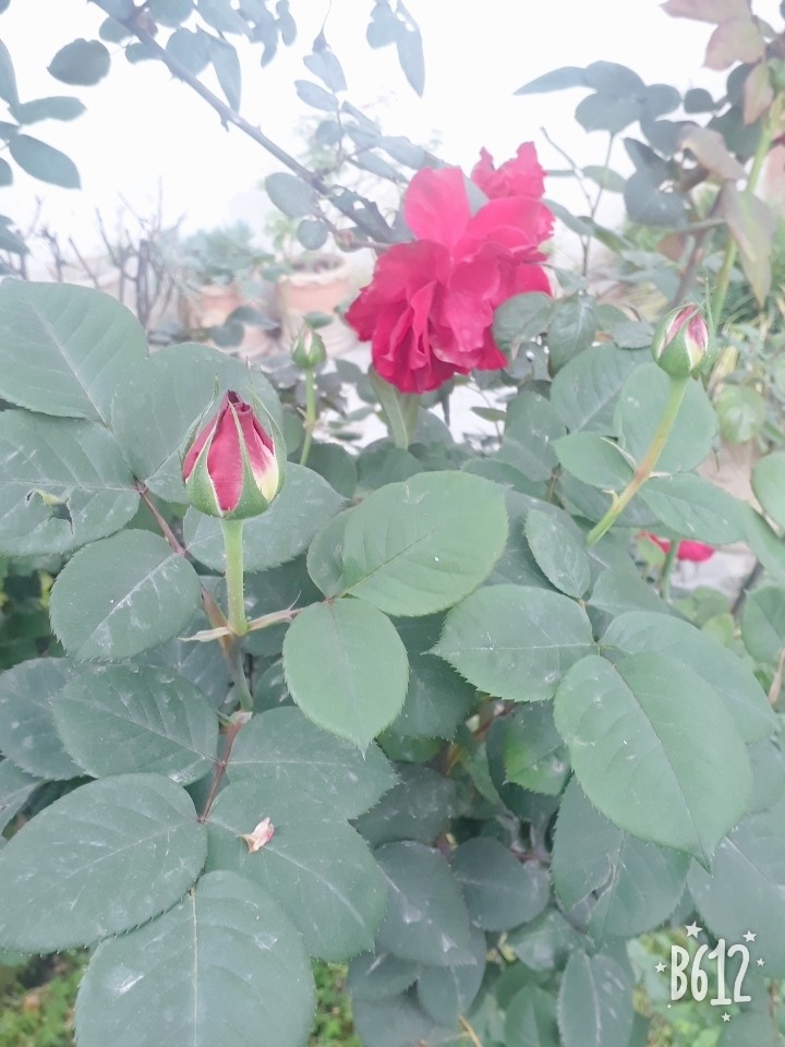 morning flower