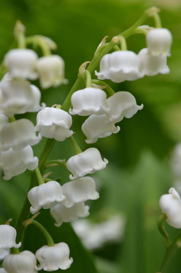 Lily of the valley