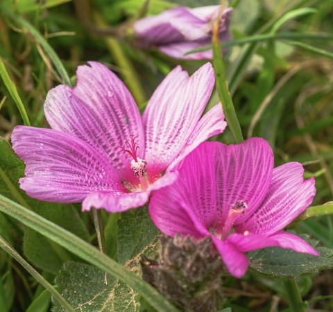 fonds d'écran plants, closeup
