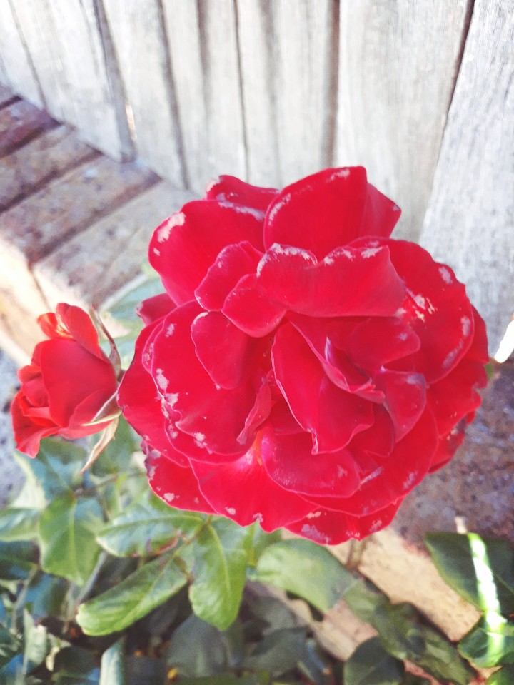 Roses are red