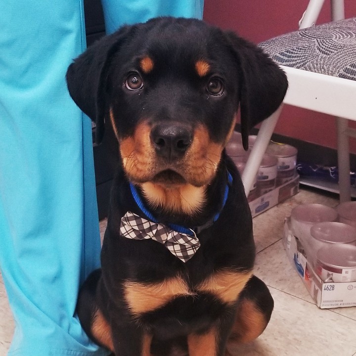 Mr Puppy to you