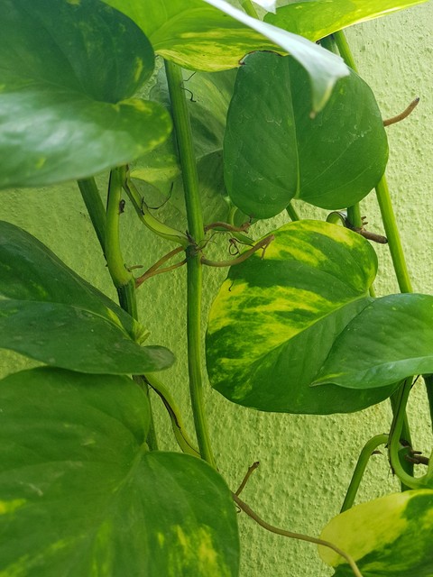 climber
