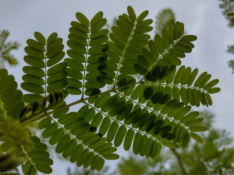 fonds d'écran organism, sky