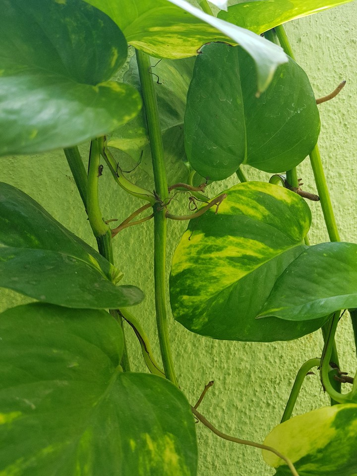 climber