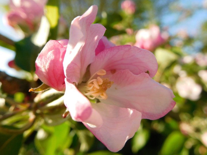 Blume