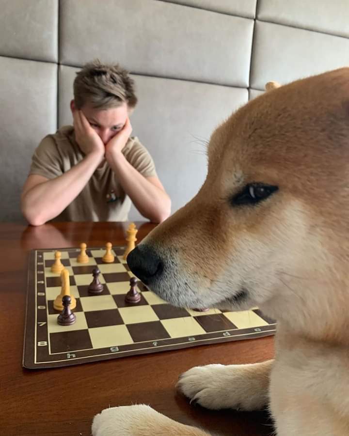 Doggo confidence