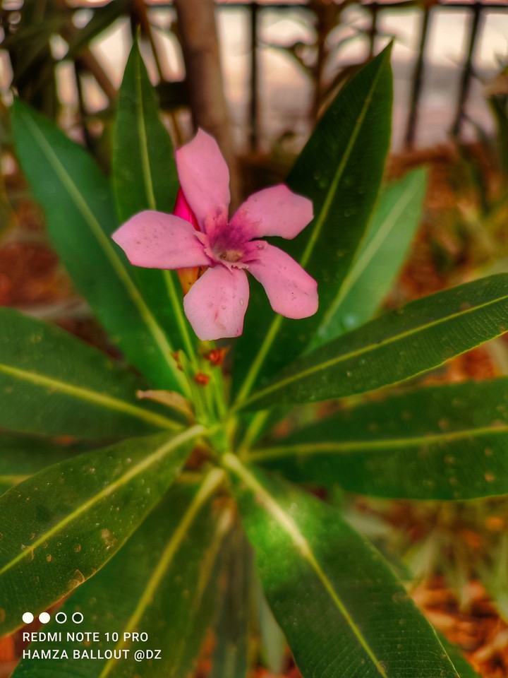 #flower