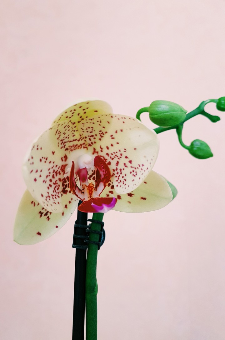 Orchidée