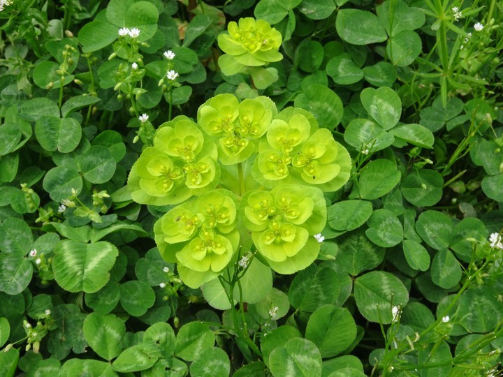 green