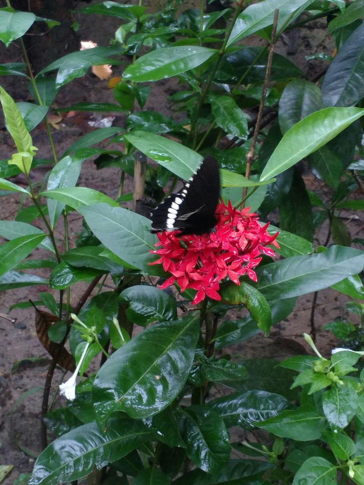 nature