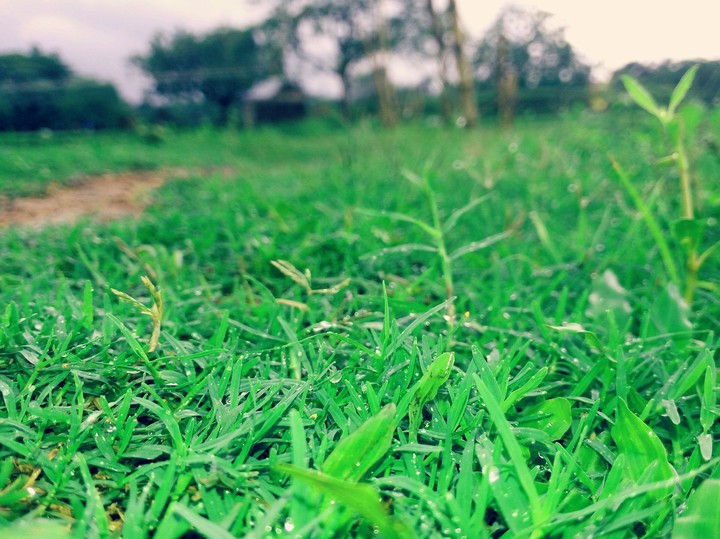 water Drops on Grass
