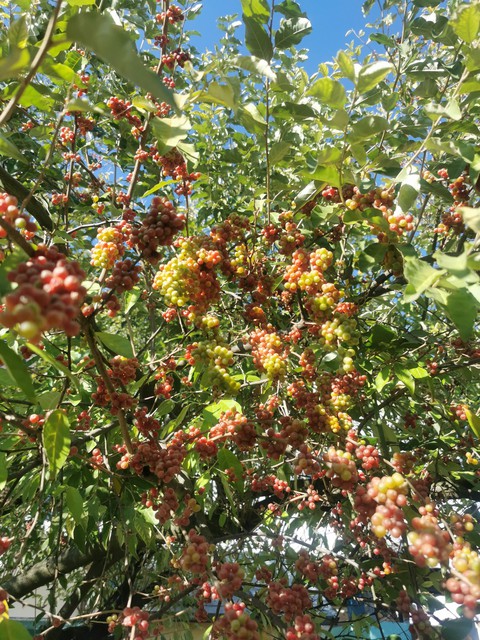 Berries