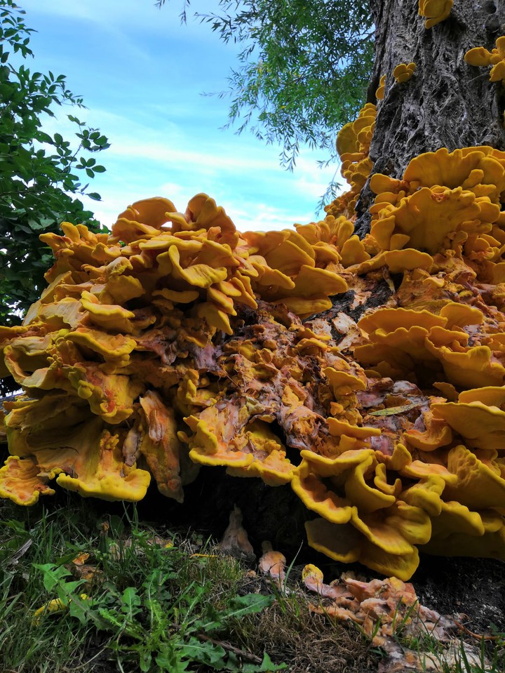 mushroom