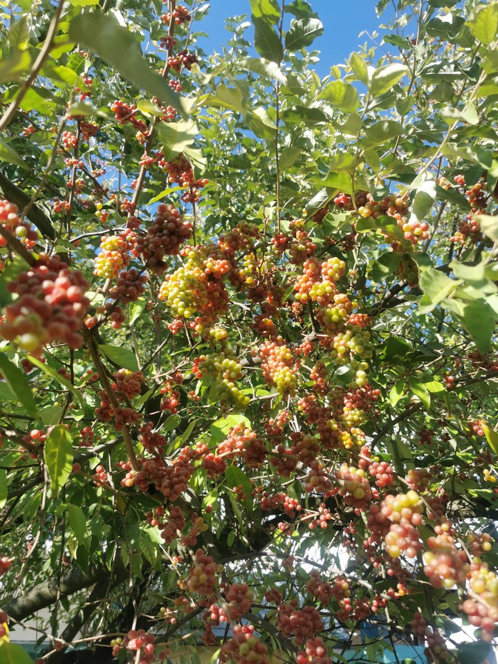 Berries