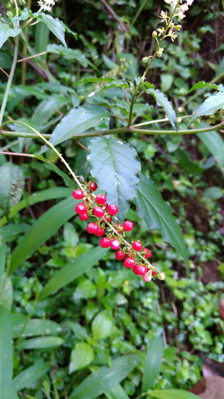 red red red