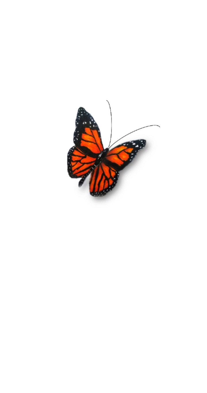 butterfly
