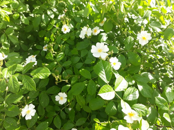 찔레꽃의 아침